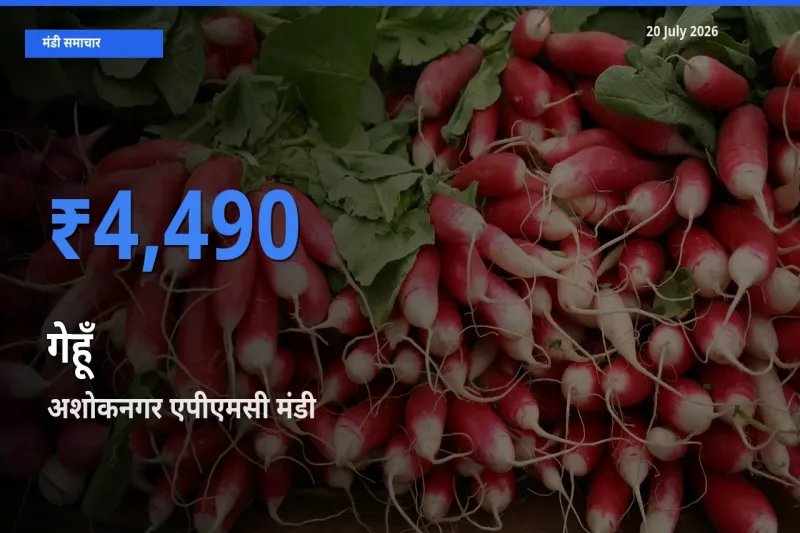 आज गेहूँ के सबसे ज़्यादा दाम अशोकनगर एपीएमसी मंडी में दर्ज