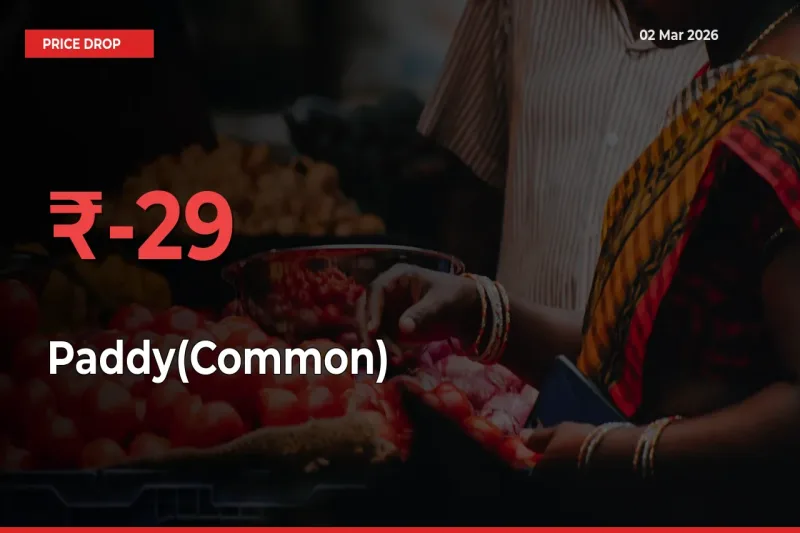 Why Paddy(Common) Prices Fell 28.76% in a Day at Mandis