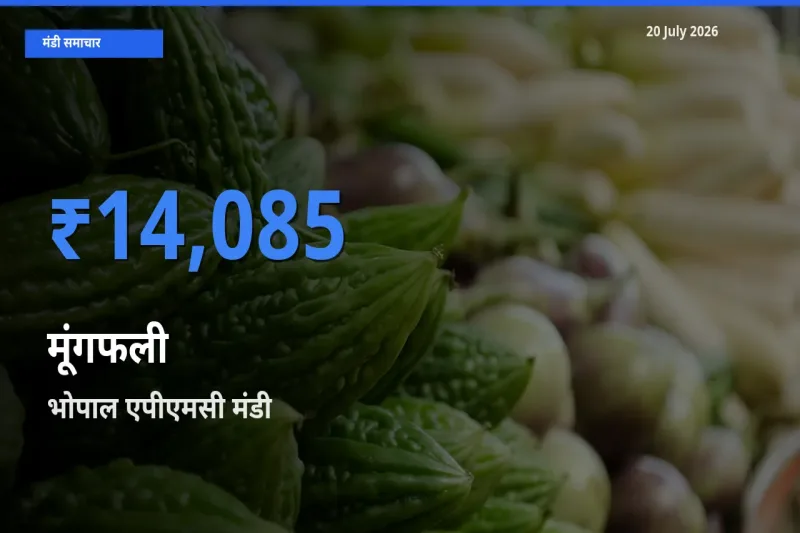 आज मूंगफली के सबसे ऊँचे दाम ₹14,085 भोपाल एपीएमसी मंडी में