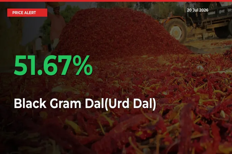 Black Gram Dal(Urd Dal) Rises 51.67% at Mandis