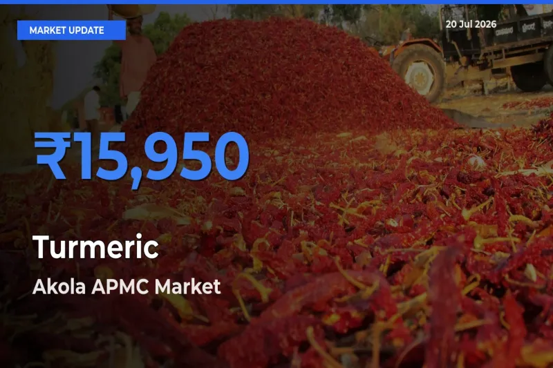 Top Performer! Akola APMC Offers Best Turmeric Price Today