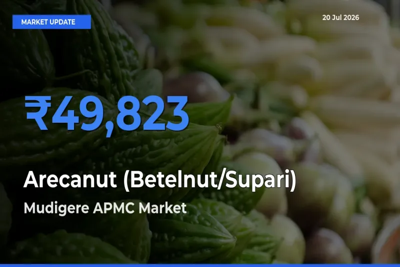 Mudigere APMC Emerges as Top Mandi for Arecanut (Betelnut/Supari) Prices Today