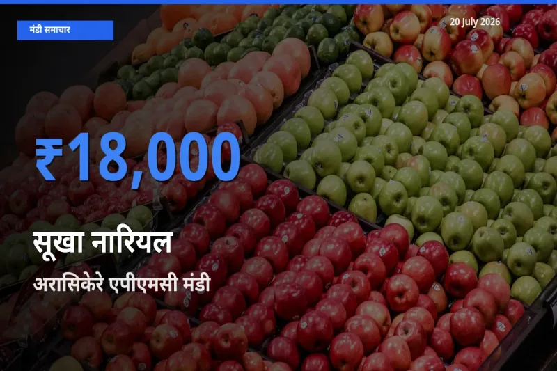 टॉप मंडी बना अरासिकेरे एपीएमसी! सूखा नारियल के सबसे ऊँचे दाम यहीं दर्ज