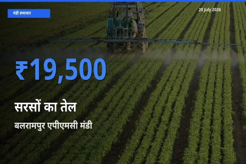बलरामपुर एपीएमसी मंडी में सरसों का तेल ₹19,500 पर पहुँचा – आज का सर्वोच्च भाव