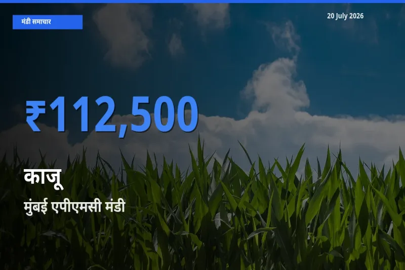 20 July अपडेट: काजू के सबसे ऊँचे दाम मुंबई एपीएमसी मंडी में