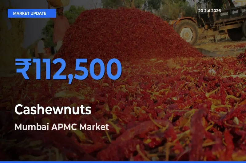 Market Watch: Mumbai APMC Becomes Top Mandi for Cashewnuts