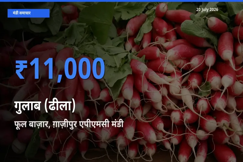 फूल बाज़ार, ग़ाज़ीपुर एपीएमसी मंडी में गुलाब (ढीला) ₹11,000 पर पहुँचा – आज का सर्वोच्च भाव