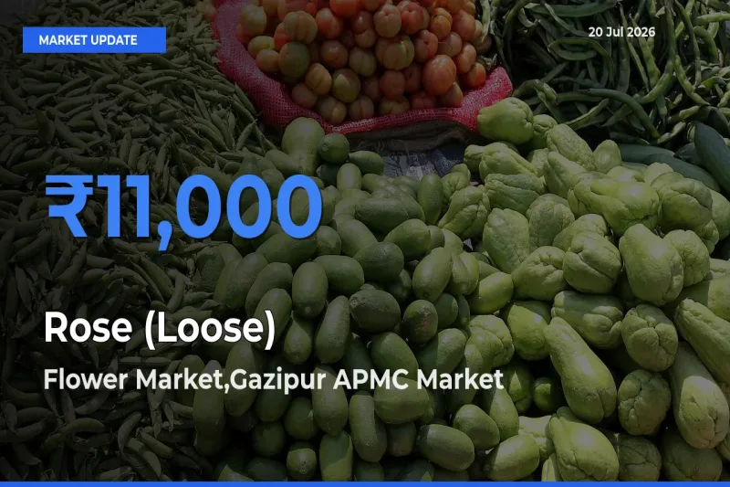 Top Performer! Flower Market,Gazipur APMC Offers Best Rose (Loose) Price Today
