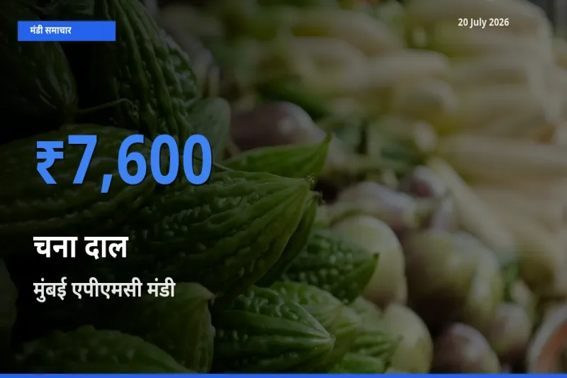 20 July अपडेट: चना दाल के सबसे ऊँचे दाम मुंबई एपीएमसी मंडी में