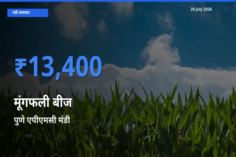 20 July अपडेट: मूंगफली बीज के सबसे ऊँचे दाम पुणे एपीएमसी मंडी में