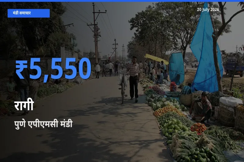 आज रागी के सबसे ज़्यादा दाम पुणे एपीएमसी मंडी में दर्ज