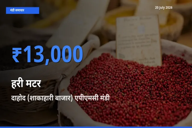 दाहोद (शाकाहारी बाजार) एपीएमसी में हरी मटर का आज सबसे ऊँचा भाव