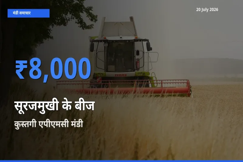 20 July अपडेट: सूरजमुखी के बीज के सबसे ऊँचे दाम कुस्तगी एपीएमसी मंडी में