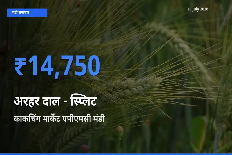 आज अरहर दाल - स्प्लिट के सबसे ज़्यादा दाम काकचिंग मार्केट एपीएमसी मंडी में दर्ज