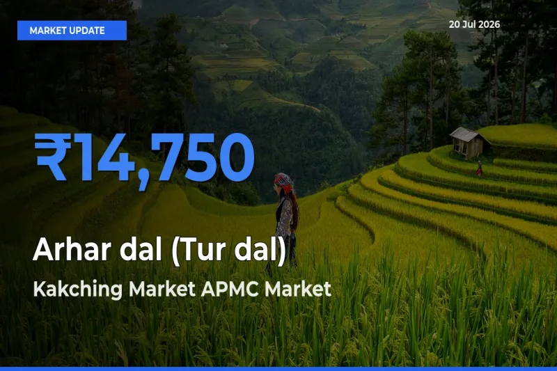 Kakching Market APMC Tops Arhar dal (Tur dal) Rates – July 20 Market Update
