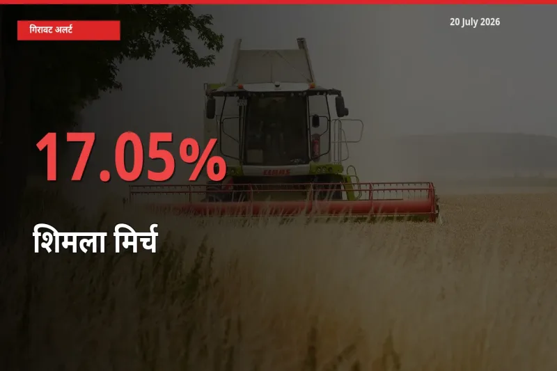 आज का मंडी भाव: शिमला मिर्च के दाम मंडी में 17.05% नीचे