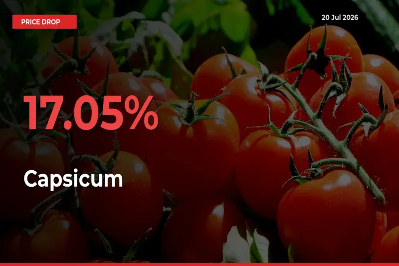 Why Capsicum Prices Fell 17.05% in a Day at Mandis