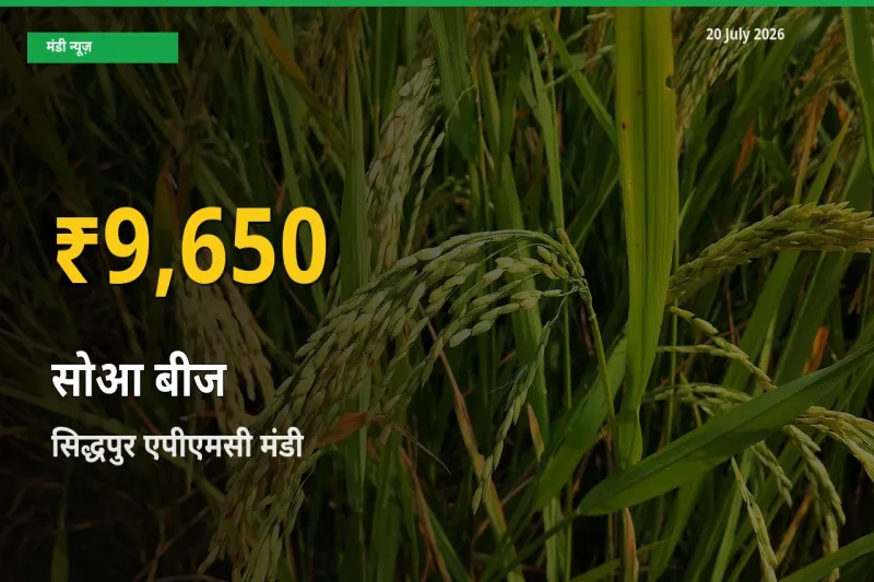 सिद्धपुर एपीएमसी में सोआ बीज ₹9,650 पर पहुँचा – अब तक का उच्चतम भाव