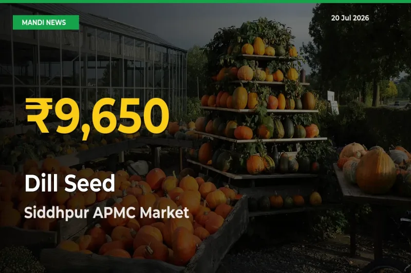 Fresh Record! Dill Seed Price Climbs to New High in Siddhpur APMC