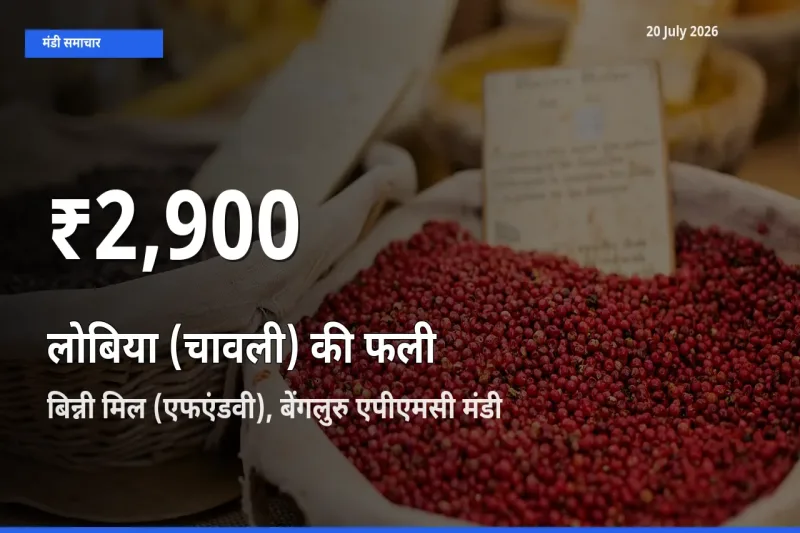 तेज़ गिरावट! बिन्नी मिल (एफएंडवी), बेंगलुरु एपीएमसी में लोबिया (चावली) की फली के दाम 30 दिन के निचले स्तर पर