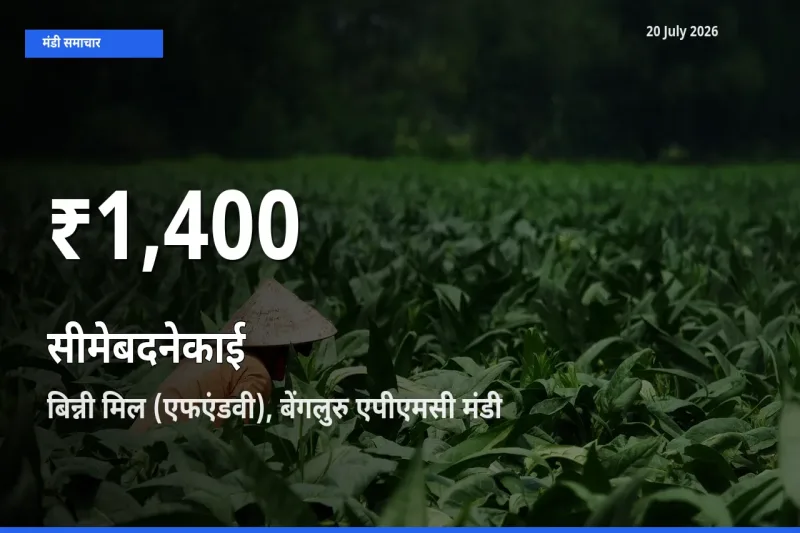 आज का मंडी भाव: बिन्नी मिल (एफएंडवी), बेंगलुरु एपीएमसी में सीमेबदनेकाई 30 दिन के सबसे कम स्तर पर