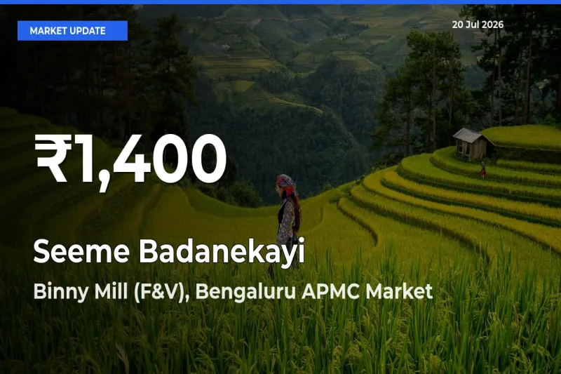Seeme Badanekayi Hits 30-Day Low in Binny Mill (F&V), Bengaluru APMC