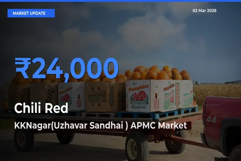KKNagar(Uzhavar Sandhai ) APMC Records Highest ₹24,000 Rate for Chili Red