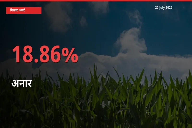 18.86% की गिरावट! मंडी में अनार के दाम अचानक टूटे