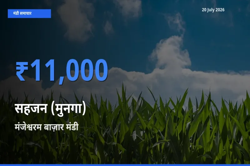बाज़ार संकेत: मंजेश्वरम बाज़ार बना सहजन (मुनगा) के लिए आज की टॉप मंडी