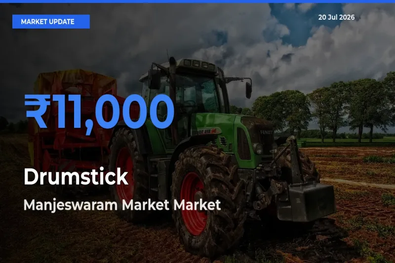 Manjeswaram Market Emerges as Top Mandi for Drumstick Prices Today