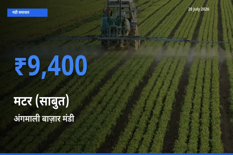 20 July अपडेट: मटर (साबुत) के सबसे ऊँचे दाम अंगमाली बाज़ार मंडी में