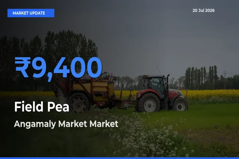 Angamaly Market Tops Field Pea Mandi Rates Today