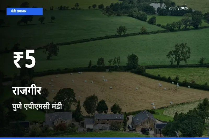 राजगीर के दामों में गिरावट, पुणे एपीएमसी में 30 दिन का न्यूनतम भाव