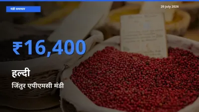 20 July अपडेट: हल्दी के सबसे ऊँचे दाम जिंतुर एपीएमसी मंडी में