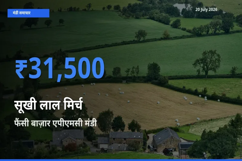 आज का मंडी भाव: सूखी लाल मिर्च के सबसे ज़्यादा दाम फैंसी बाज़ार एपीएमसी में
