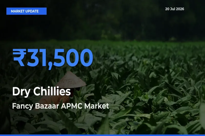Fancy Bazaar APMC Emerges as Top Mandi for Dry Chillies Prices Today