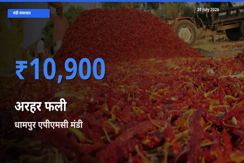 आज अरहर फली के सबसे ऊँचे दाम ₹10,900 धामपुर एपीएमसी मंडी में