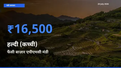 फैंसी बाज़ार एपीएमसी मंडी में हल्दी (कच्ची) ₹16,500 पर पहुँचा – आज का सर्वोच्च भाव