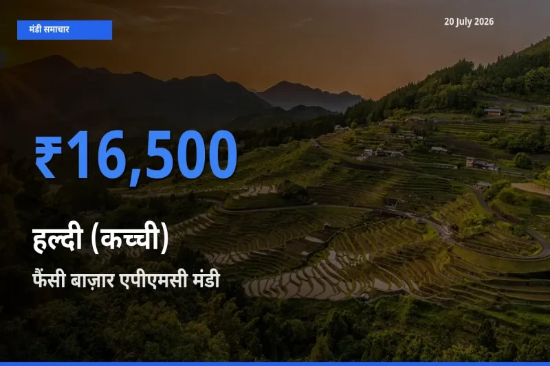 फैंसी बाज़ार एपीएमसी मंडी में हल्दी (कच्ची) ₹16,500 पर पहुँचा – आज का सर्वोच्च भाव