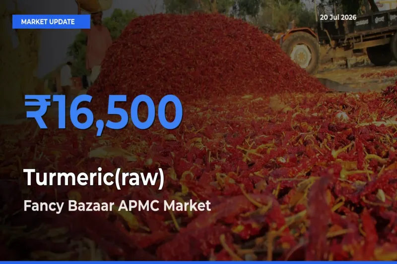 Turmeric(raw) Mandi Rate Today: Fancy Bazaar APMC Tops the List