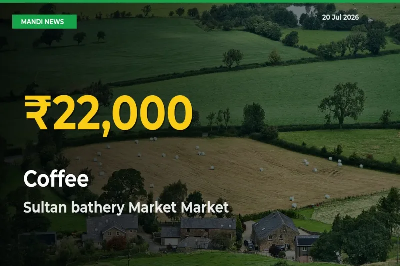Farmers Benefit as Coffee Rate Touches New High in Sultan bathery Market