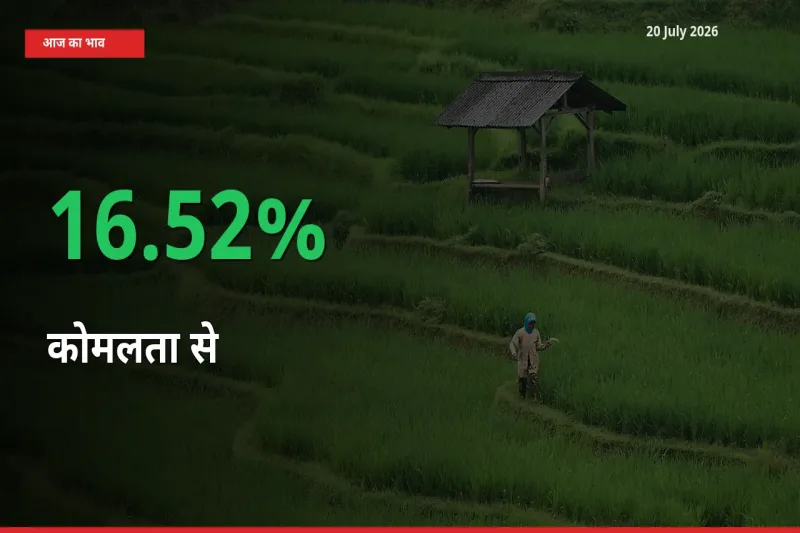 स्थानीय मंडी में कोमलता से के दाम अचानक 16.52% उछले, किसान सतर्क