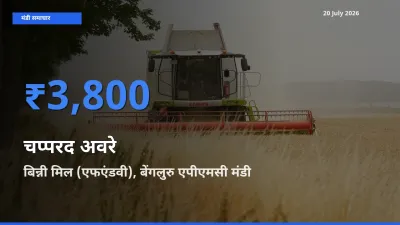 बिन्नी मिल (एफएंडवी), बेंगलुरु एपीएमसी में चप्परद अवरे का आज सबसे ऊँचा भाव