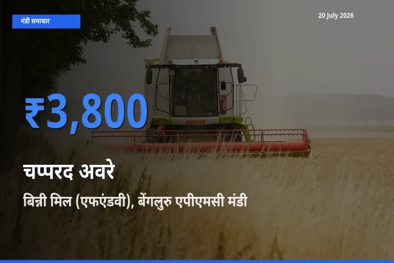 बिन्नी मिल (एफएंडवी), बेंगलुरु एपीएमसी में चप्परद अवरे का आज सबसे ऊँचा भाव
