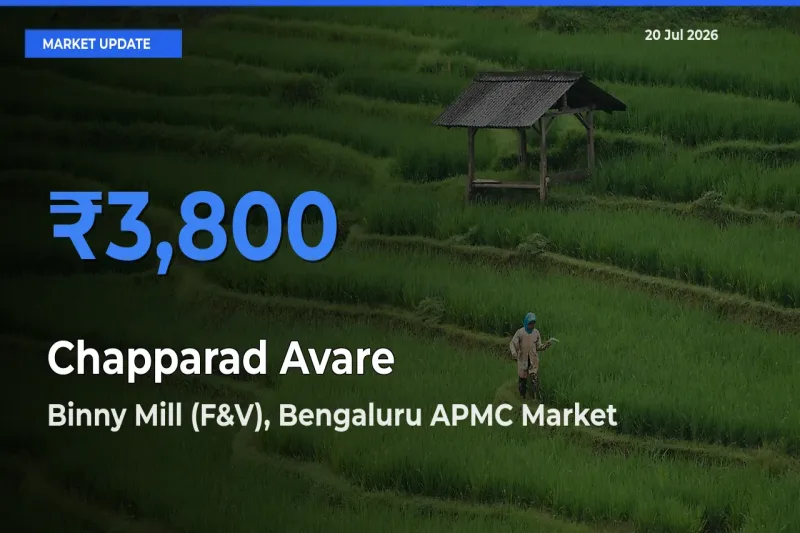 Binny Mill (F&V), Bengaluru APMC Tops Chapparad Avare Rates – July 20 Market Update