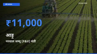 नरवाल जम्मू (F&V) मंडी में आड़ू ₹11,000 पर पहुँचा – आज का सर्वोच्च भाव