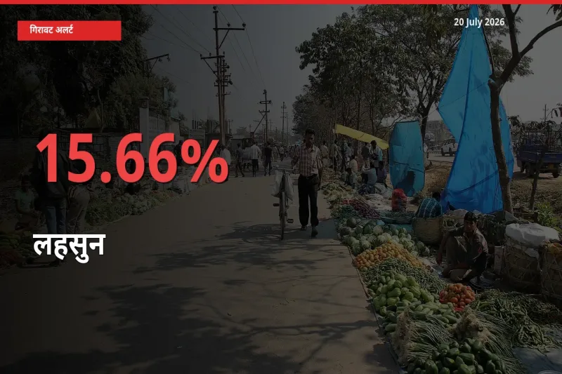 लहसुन के दाम प्रमुख मंडी में 15.66% गिरे, 24 घंटे में बड़ा बदलाव