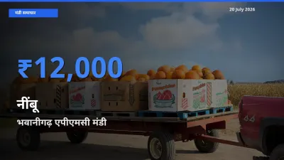 20 July अपडेट: नींबू के सबसे ऊँचे दाम भवानीगढ़ एपीएमसी मंडी में