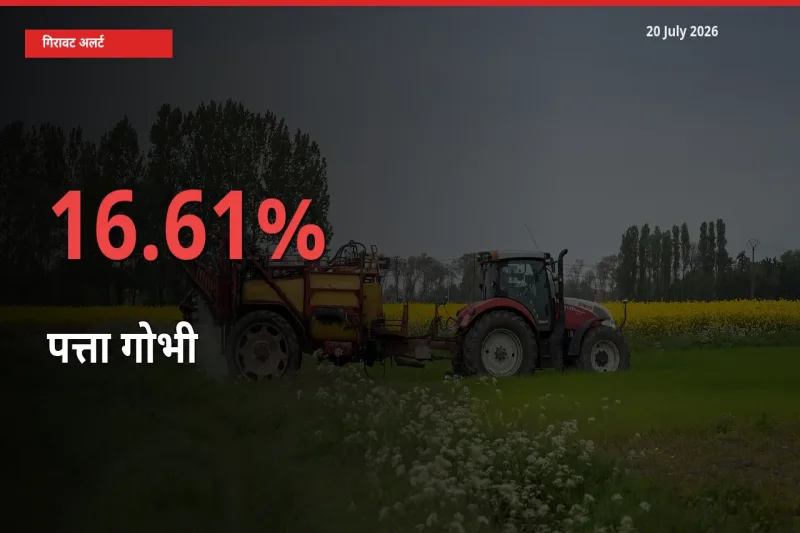 पत्ता गोभी के दाम प्रमुख मंडी में 16.61% गिरे, 24 घंटे में बड़ा बदलाव