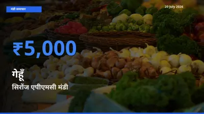 सिरोंज एपीएमसी मंडी में आज गेहूँ के सबसे ऊँचे दाम दर्ज
